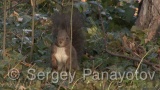 Video of Eurasian red squirrel - Eurasian red squirrel in the  autumn forest